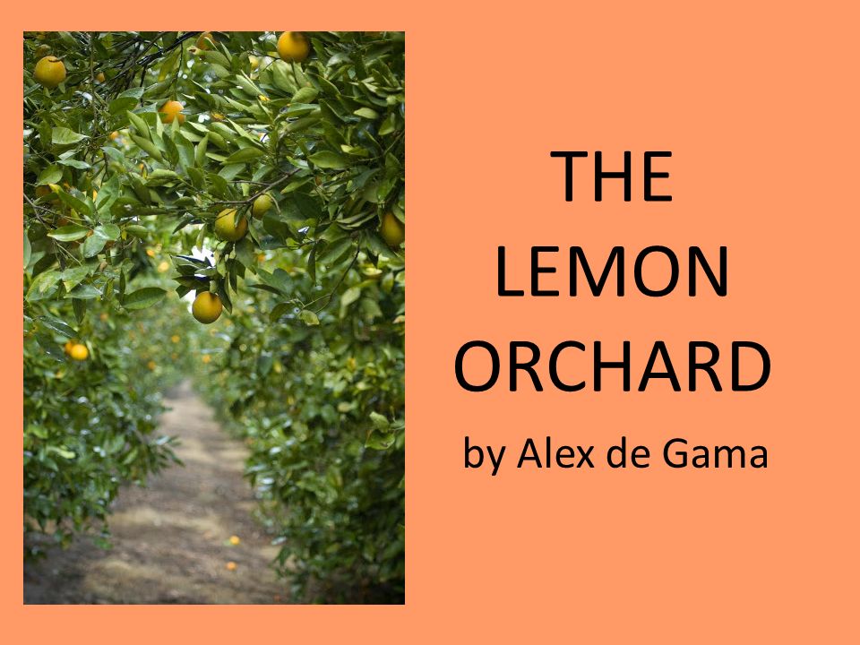 , The Lemon Orchard – Alex La Guma, 